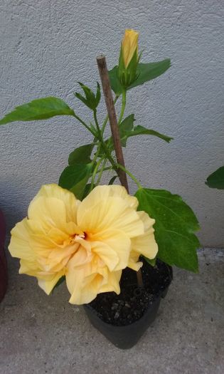 026 - Flori 2016- 02