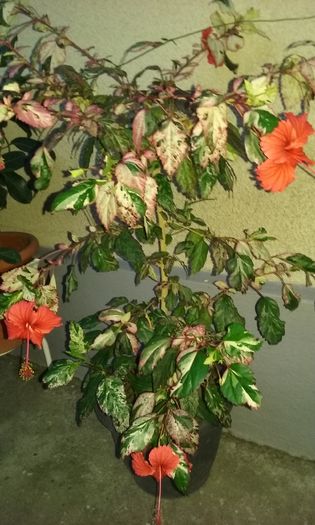 018 - Flori 2016- 02