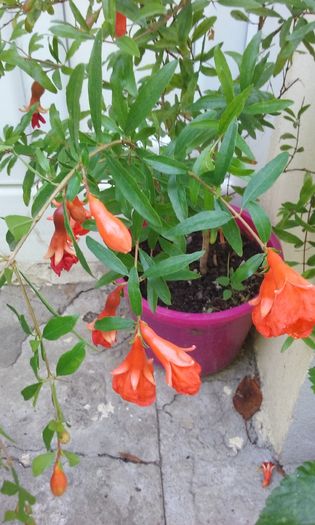 033 - Flori 2016- 02