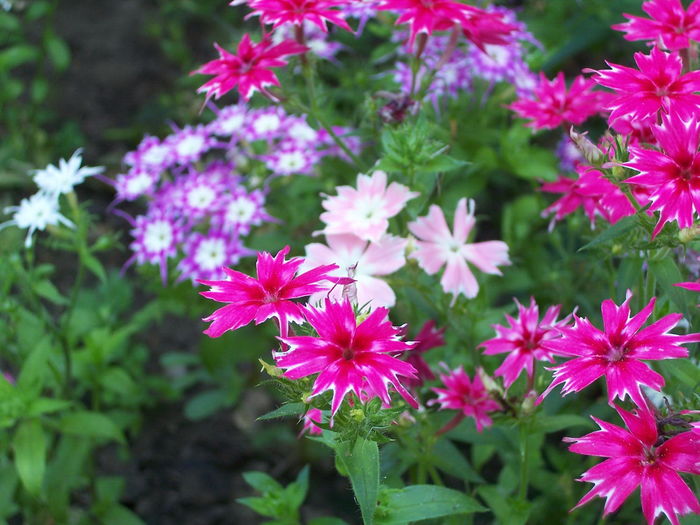 100_2576 - Phlox