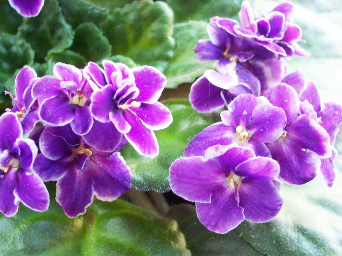 flori din camera mea (1) - Violete de Parma