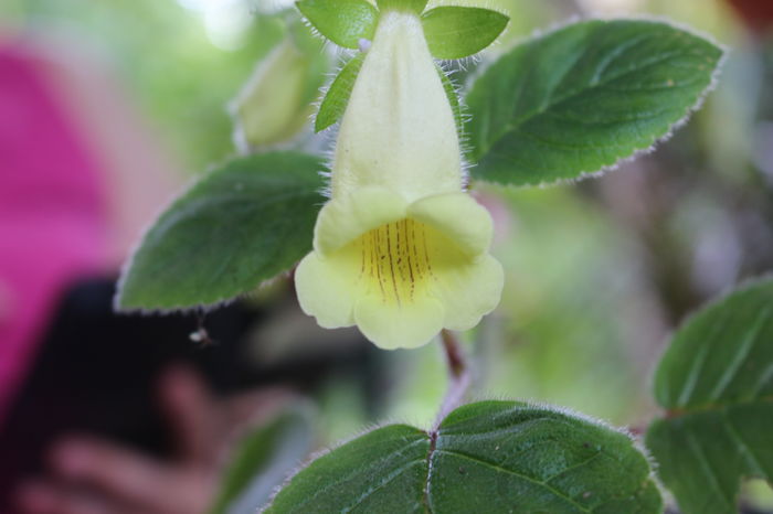  - Achimenes and co