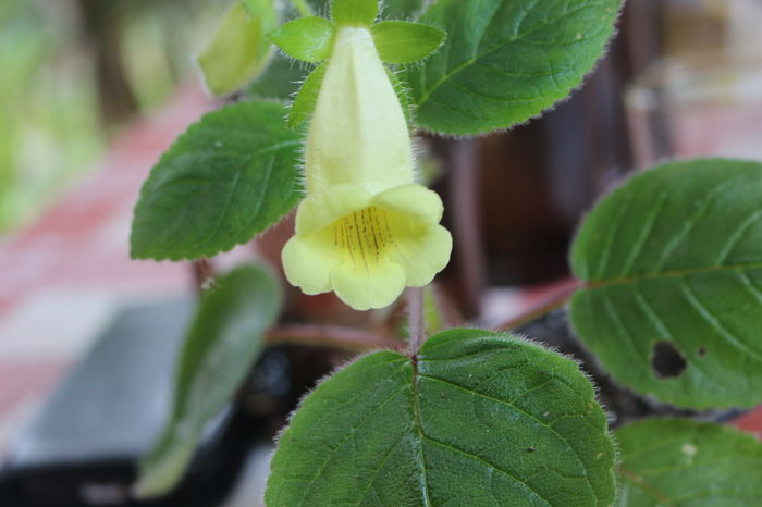  - Achimenes and co