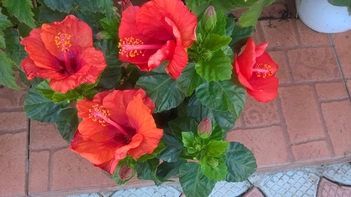 WP_20160820_15_46_52_Pro - Hibiscus Isabella