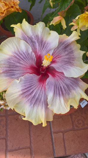 WP_20160820_11_30_09_Pro - Hibiscus Tahitian Taui