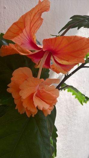 WP_20160820_11_29_43_Pro - Hibiscus El Capitolio Orange