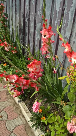 WP_20160820_15_58_45_Pro - Gladiole 2016