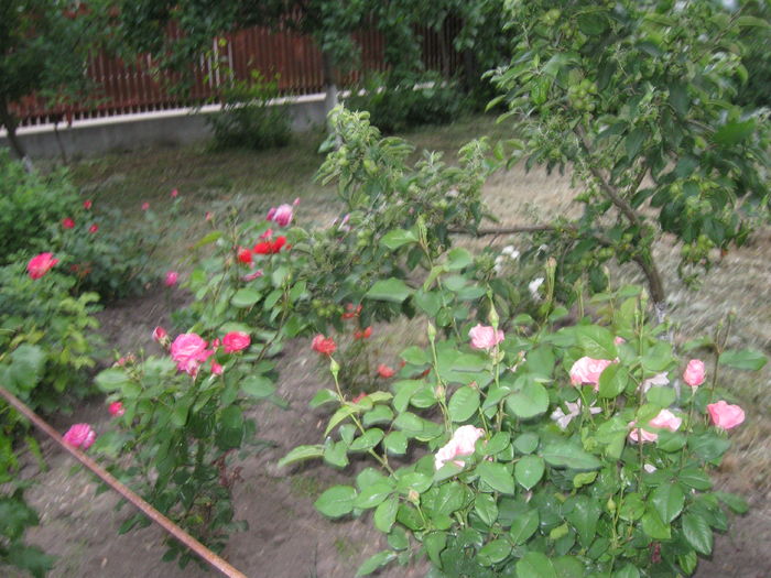 poze trandafiri 033