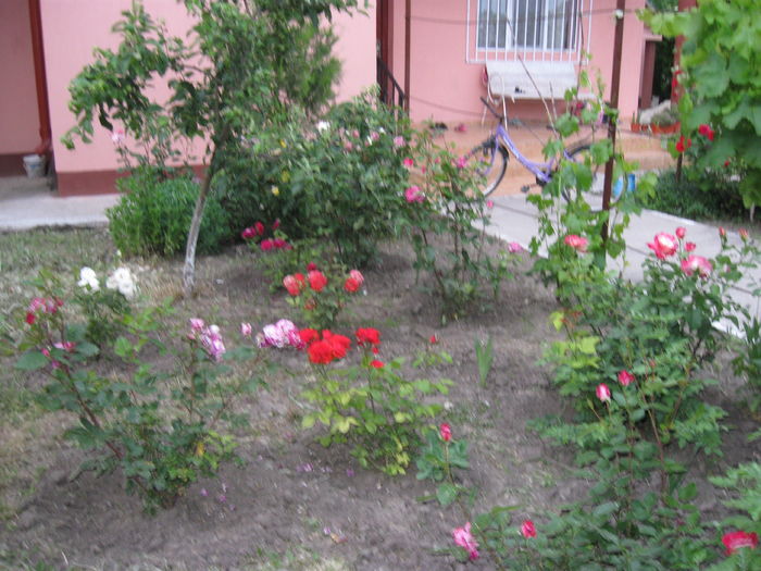 poze trandafiri 027 - My treasures