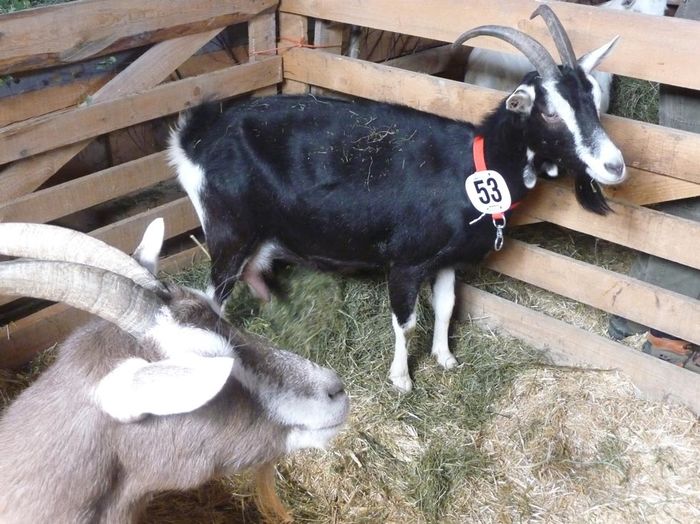 Alpina Britanica-k99