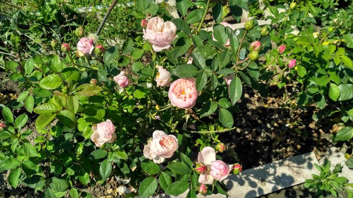  - The Alnwick Rose