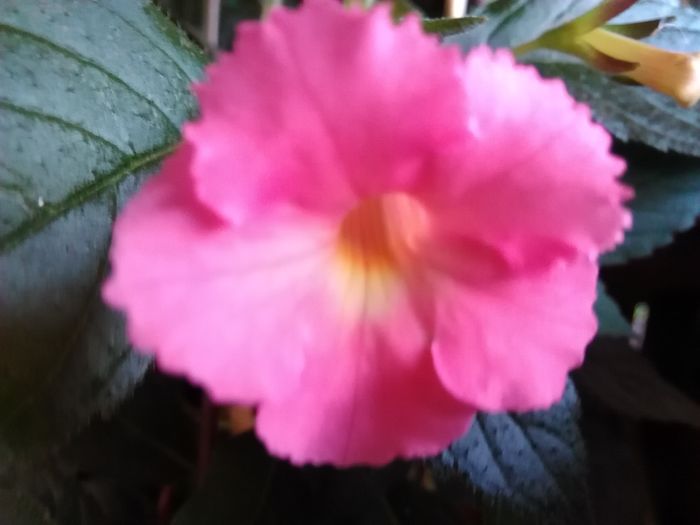 peach glow - achimenes 2016