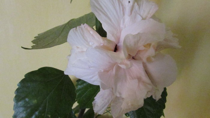 IMG_7555 - Hibiscusi 2016