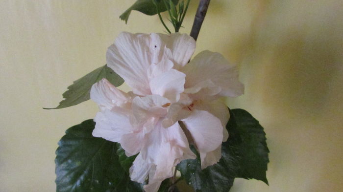 IMG_7569 - Hibiscusi 2016