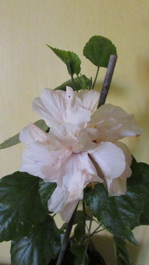 IMG_7568 - Hibiscusi 2016