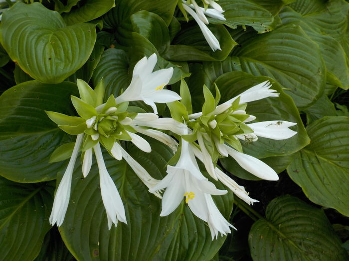 DSCN1397[1] - hosta