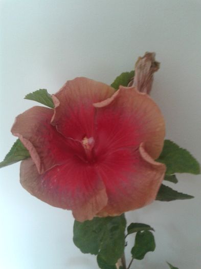  - Hibiscus Miss Teenager