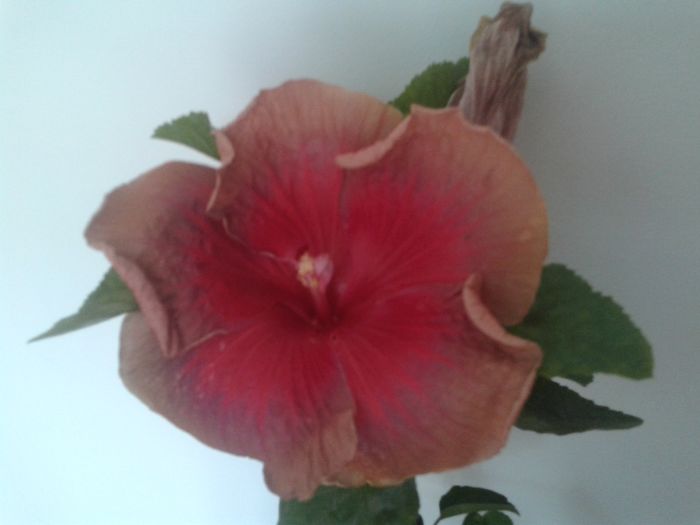  - Hibiscus Miss Teenager