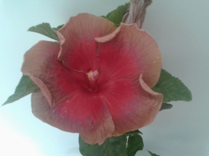  - Hibiscus Miss Teenager