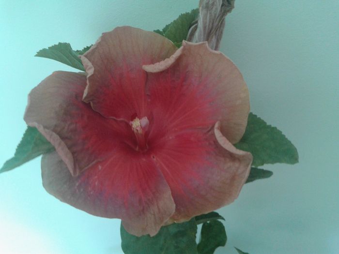  - Hibiscus Miss Teenager