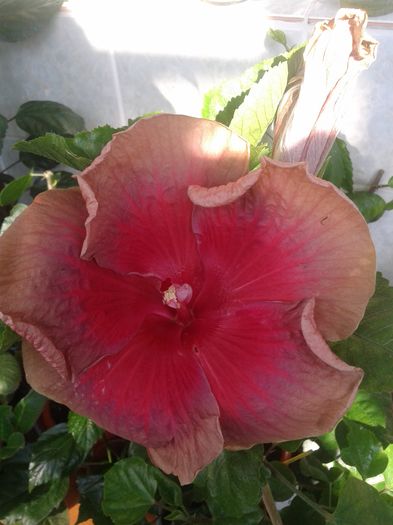  - Hibiscus Miss Teenager