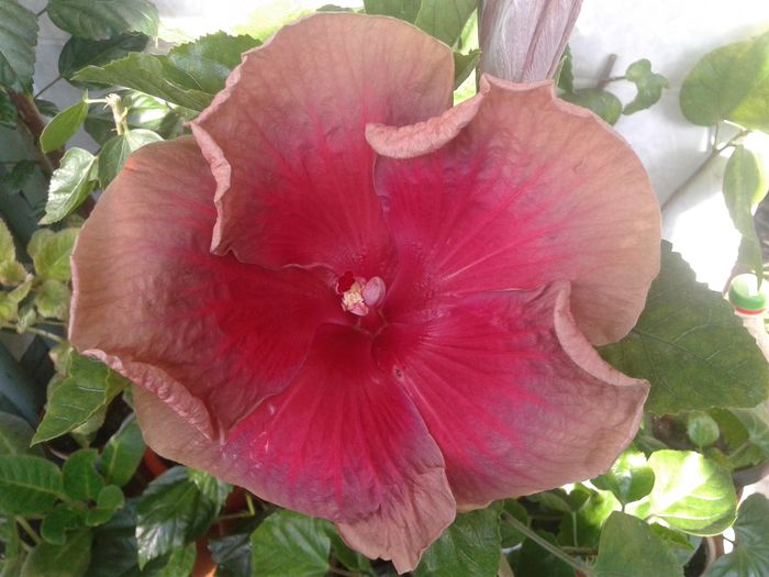  - Hibiscus Miss Teenager