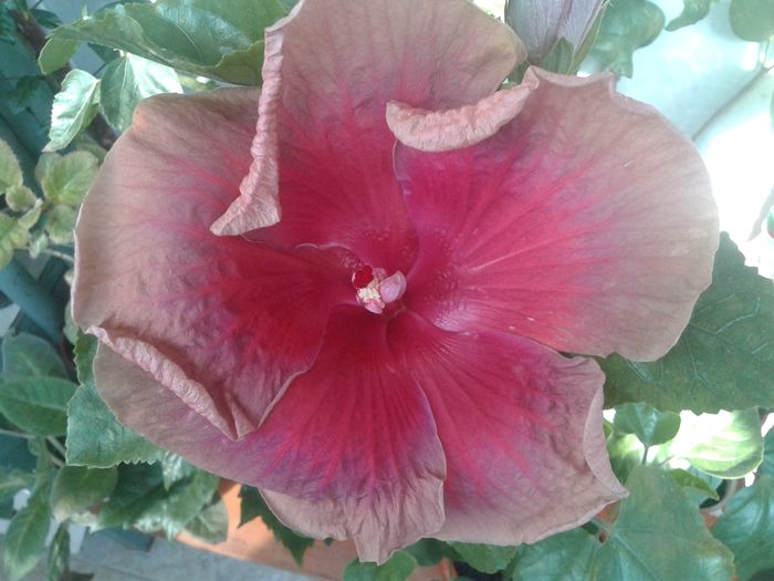  - Hibiscus Miss Teenager