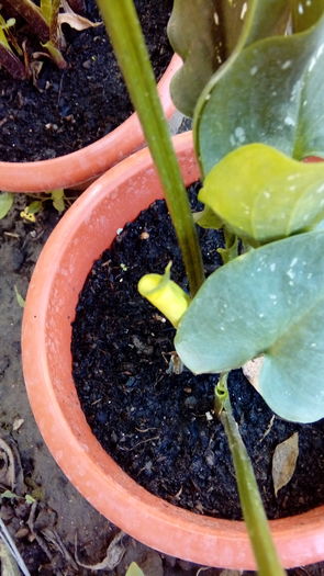  - Muscate si alte plante