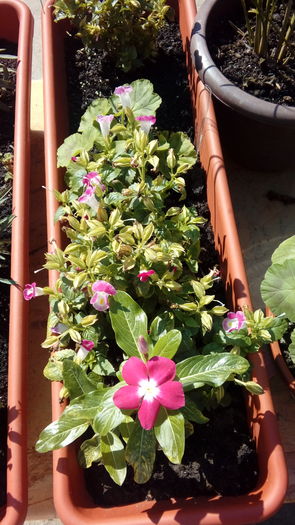 1471765230211-1525538216 - Muscate si alte plante