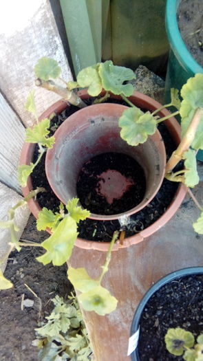  - Muscate si alte plante