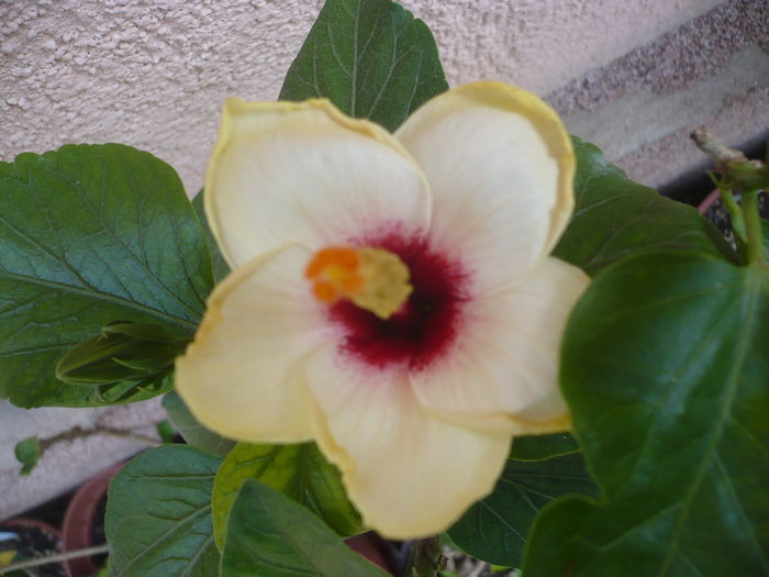 P1290321 - HIBISCUSI 2016-5