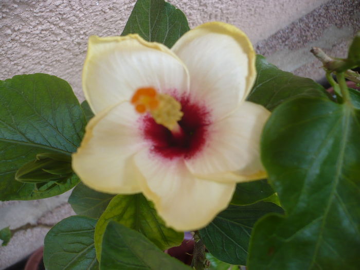 P1290322 - HIBISCUSI 2016-5