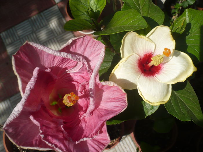 P1290339 - HIBISCUSI 2016-5