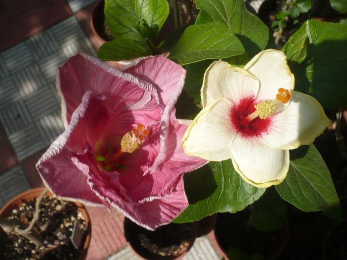 P1290340 - HIBISCUSI 2016-5