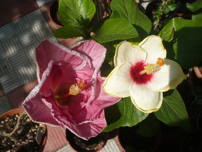 P1290341 - HIBISCUSI 2016-5