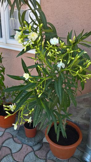 WP_20160821_11_32_48_Pro