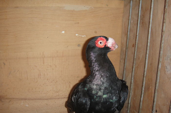 tot el - Indian german 2016