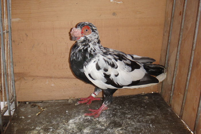 M 2015 - Indian englez si german