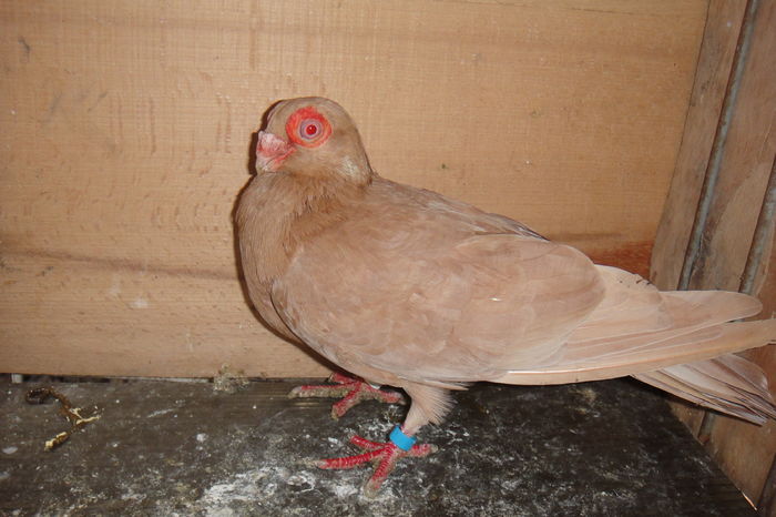 F 2015 - Indian german 2016