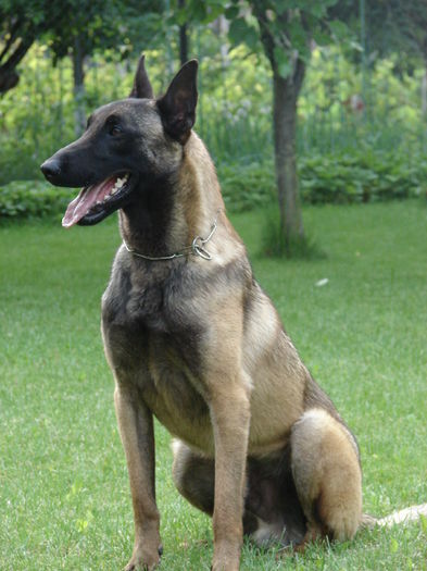 amal - Kid-van-de-Utadreef1 - a - NOUTATI - un nou cuib malinois - catei disponibili - 2016