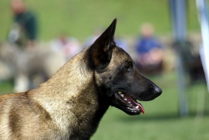 amalbaron - a - NOUTATI - un nou cuib malinois - catei disponibili - 2016