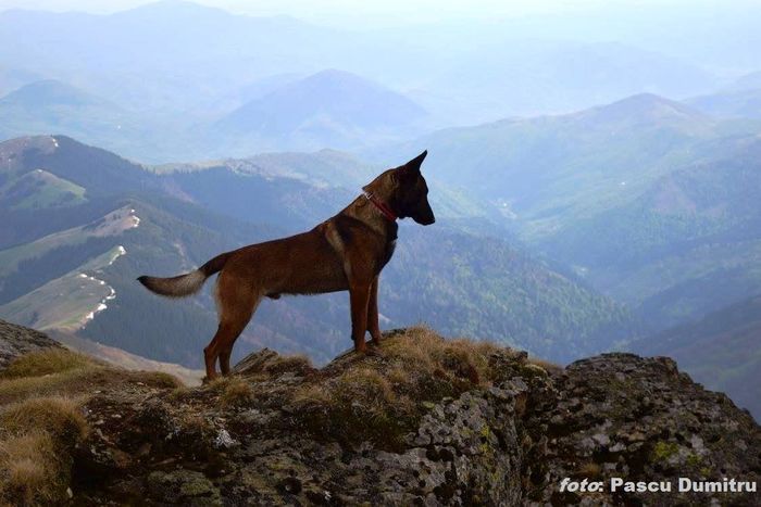 amalin - a - NOUTATI - un nou cuib malinois - catei disponibili - 2016