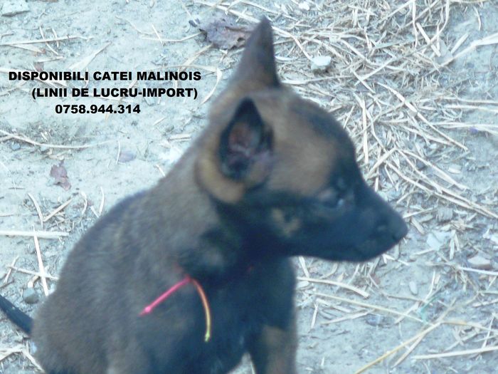 amalinois3 - a - NOUTATI - un nou cuib malinois - catei disponibili - 2016