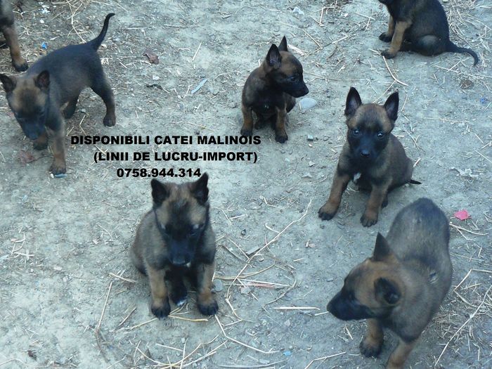 amalinois4 - a - NOUTATI - un nou cuib malinois - catei disponibili - 2016