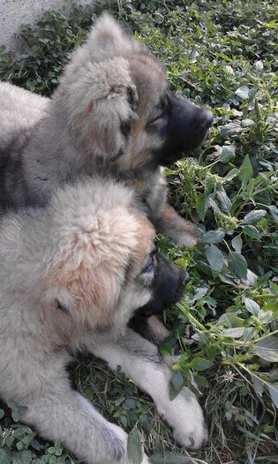 14054632_1766570780285165_1105329452_n