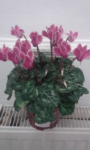 20160818 - ZZ Cyclamen