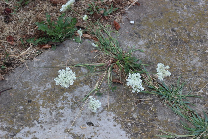  - Flora spontana