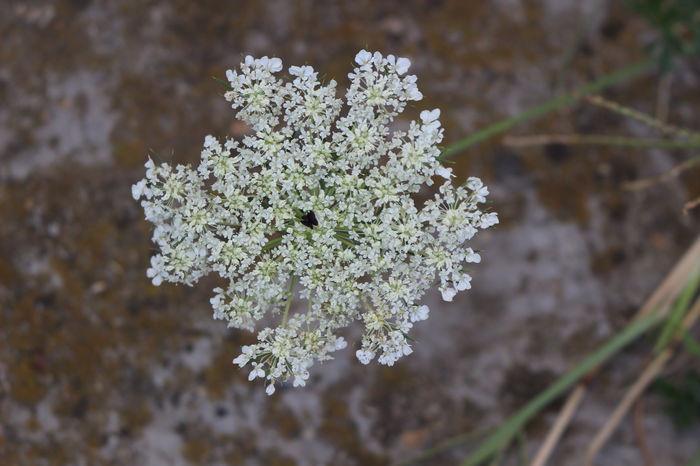  - Flora spontana