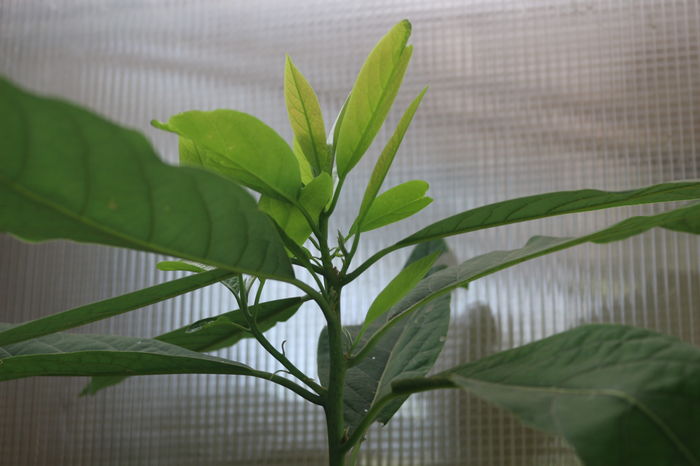  - Plante ghiveci