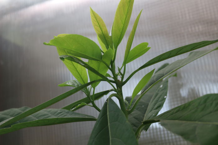  - Plante ghiveci